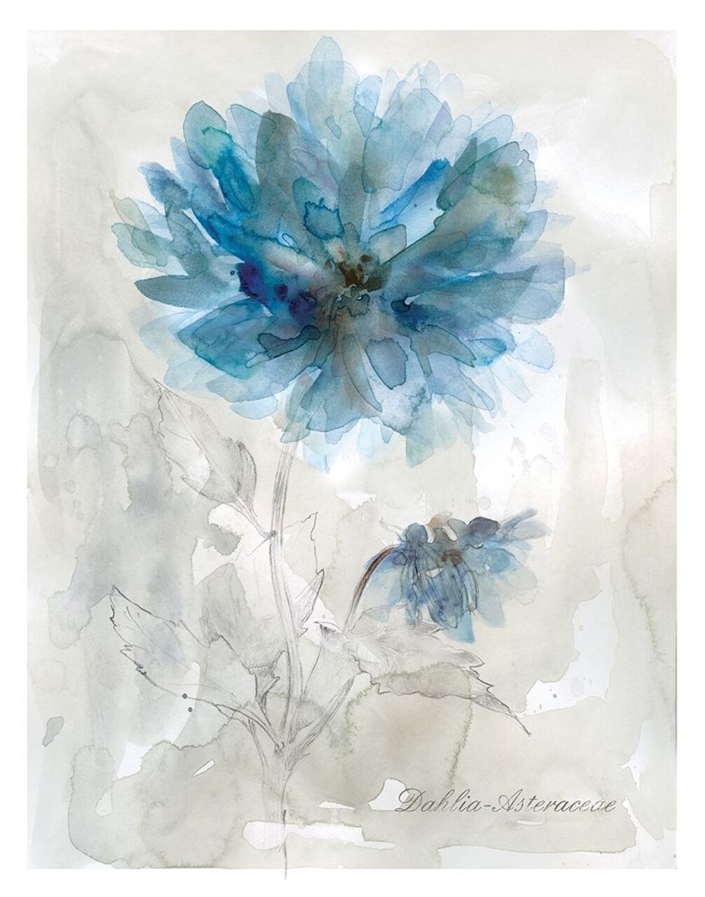 Blue Dahlia Poster Print by Carol Robinson - Item # VARPDX19679
